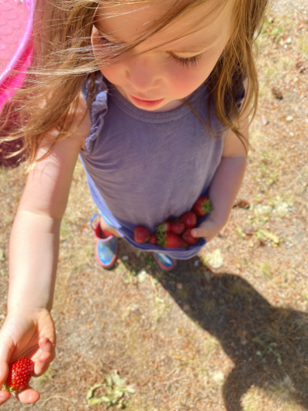 little girl holding strawberries in purple shirt